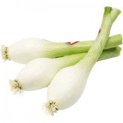 Ceba tendra